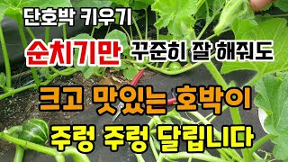 단호박 순치기만 꾸준히 해주면 크고 맛있는 호박이 주렁주렁 열립니다 단호박순자르기 적심 미니단호박재배