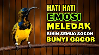 Download lagu BIKIN EMOSI MELEDAK‼️ Pancingan sogon agar bunyi gacor mp3