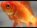 World's Fastest Goldfish! 