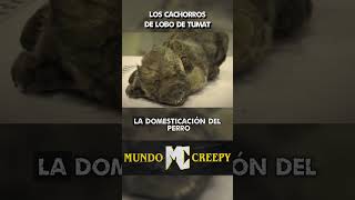 Perros Antiguos [7 Misterios Resueltos de 2025]