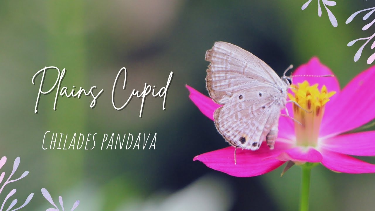 Plains Cupid Butterfly | Chilades pandava | Nature Documentary