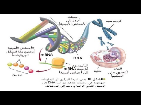 الجينوم البشري الجزء الثالث بريدج