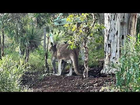 Kängurus live - Beuteltiere mal anders gesehen