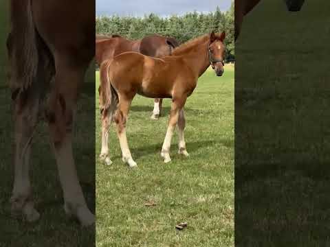 RID Colt Foal - Image 2