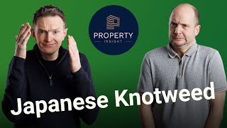 Buying a property with Japanese Knotweed