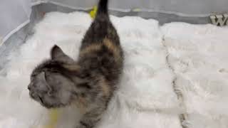 キンカローの動画01