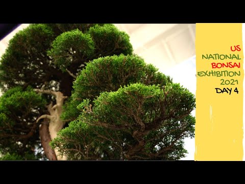 7th US NATIONAL BONSAI EXHIBITION 2021 - DAY 4/4 #USnationalbonsai