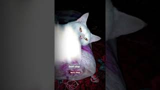 #funny watch the and video