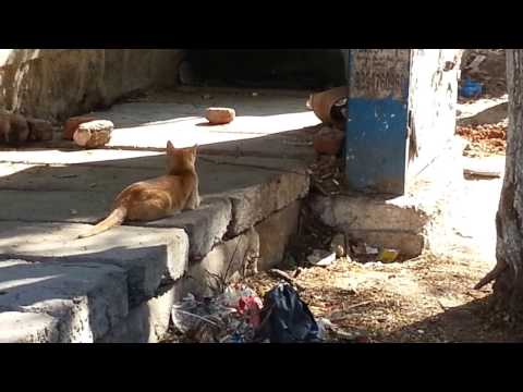 Funny Cat  *Don't miss the Ending*