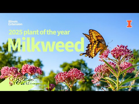 Get to Know Asclepias (Milkweed) 2025 plant of the year | #GoodGrowing
