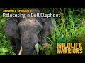 Rescuing An Angry Bull Elephant Part 2 4K Borneo Wildlife Warriors S02E04 SZtv
