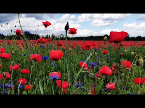 The best proof of love is trust