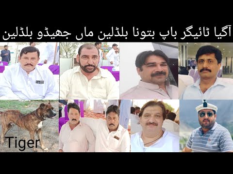 Big Bully Breed Dog Name Tiger Owner Haji Ch Mohsin Manager Admin Pak Awan Group #doglover #dog #dog