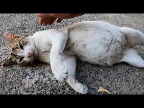 A Pregnant Cat Lies Down To See If She Has A Male Or Female kittens.