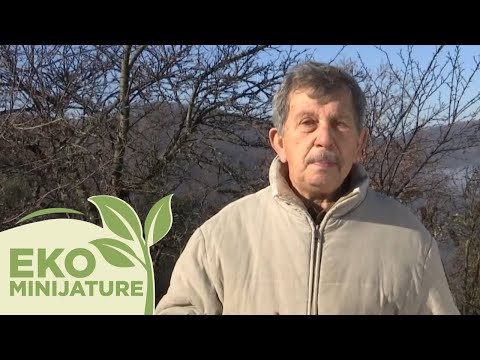 Eko minijature / Stare srpske sorte - šljiva ranka