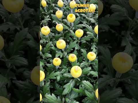 How to Grow Modern Chrysanthemums in the Netherlands