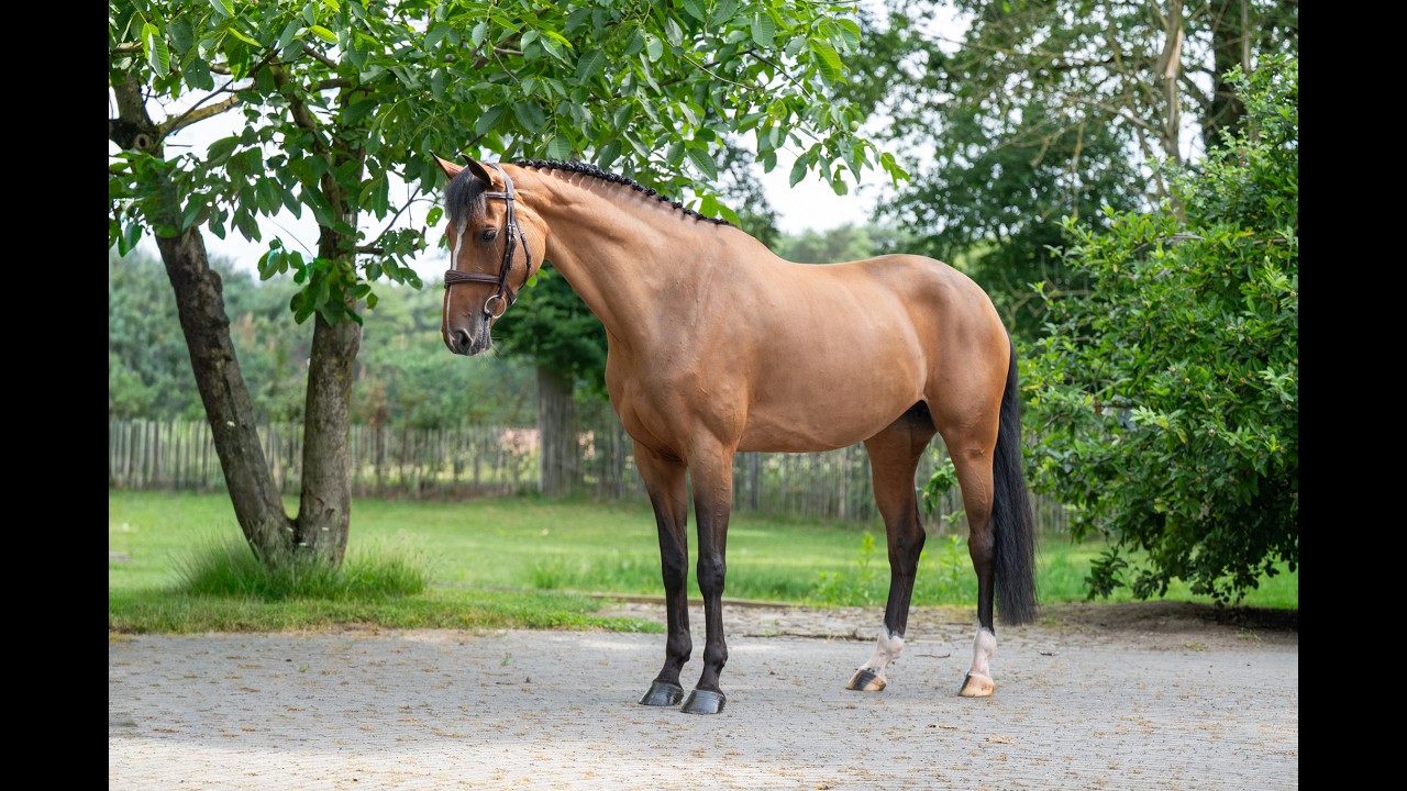 Thalassa KGL (HOOCH DK x CARSON ASK) video 4