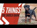 ROTTWEILER Discover 5 Amazing Facts You Need To Know