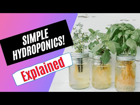 How to Grow Food with Simple Hydroponics The Kratky Method From Start to Finish