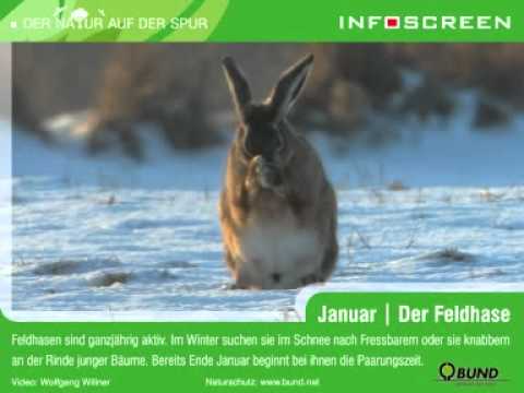 Der Feldhase im Schnee