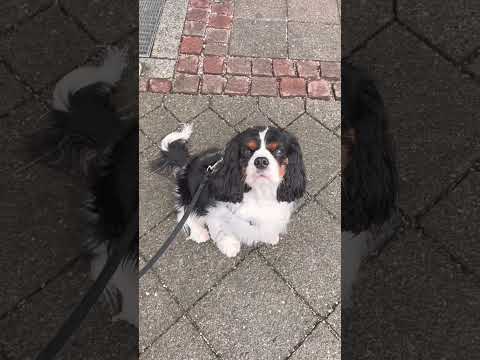 The sound of patience. Cavalier King Charles Spaniel