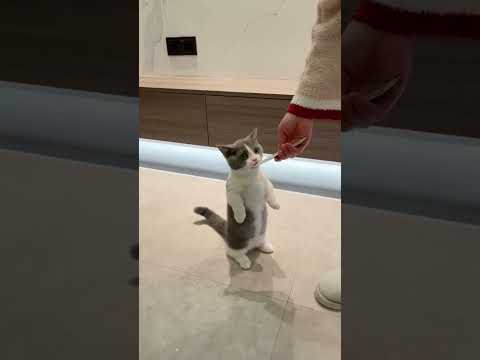 It s so delicious to stand up cat pet love my cat for you😍🤩😚
