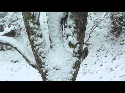 ladder-backed woodpecker