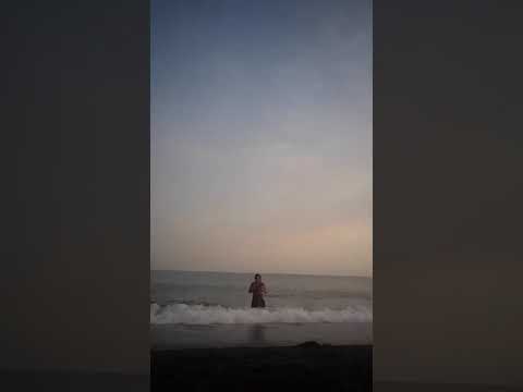 Navitas beach swimming dog