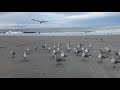 Seagulls Feasting On French Fries