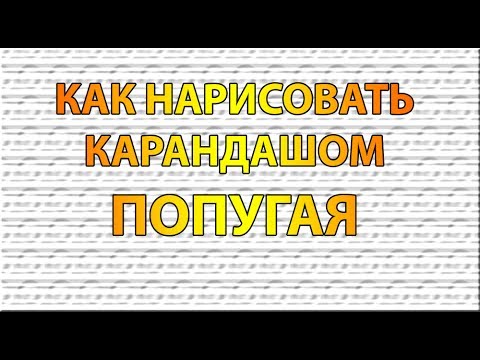 Видео: Как нарисовать ПОПУГАЯ карандашом поэтапно для начинающих?