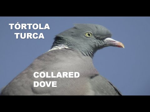 TÓRTOLA TURCA | COLLARED DOVE | Streptopelia dec