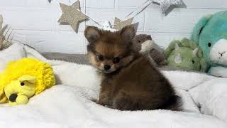 ハーフ犬の動画01