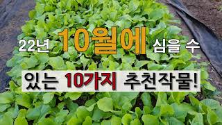 10월에 심을 수 있는 10가지 추천 작물! # 주말농장 도시텃밭 가꾸기