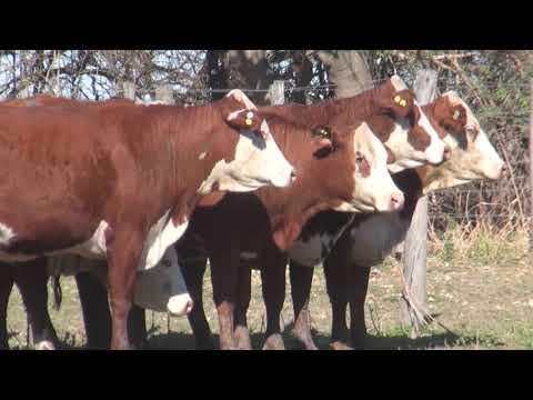 Lote VAQUILLONAS MOCHAS CONTROLADAS "SAN PEDRO/LA LUCILA"