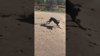 Video preview image #1 Doberman Pinscher Puppy For Sale in Buffalo, MN, USA