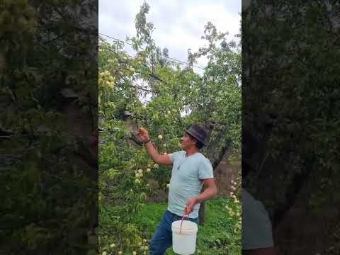 durazno directo de la chacra de Ayacucho, pomabamba #delicioso #rico
