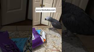 Today, June 15th is Einstein’s 26th #sockatoo  #happyhatchday #birdvideos #parrots #shorts