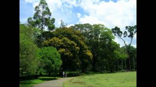 preview picture of video 'Sri Lanka: Royal Botanic Gardens of Peradeniya, Kandy / Königlicher Botanischer Garten'