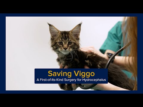 'We won an Emmy for a cat video': Kitten neurosurgery documentary wins award