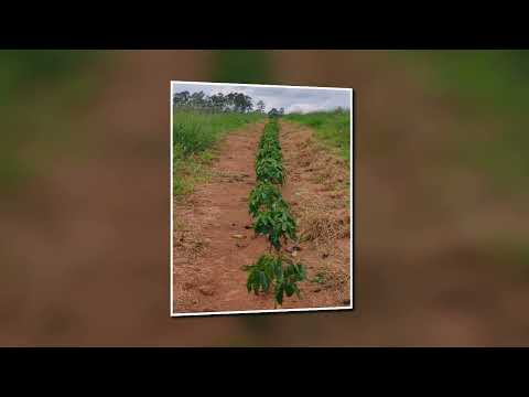 Fazenda de café em Oliveira MG  - 67 ha