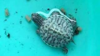 preview picture of video 'Turtle Hatching'