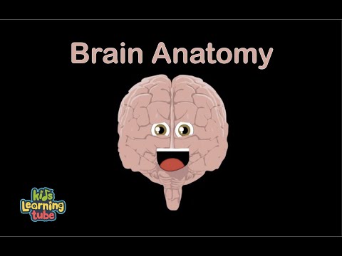 Human Body /Brain Song/Human Body Systems