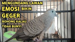 Download lagu Perkutut Lokal Gacor Suara Super Kristal - Pancingan Malas Bunyi  (99%AMPUH BANGET) mp3