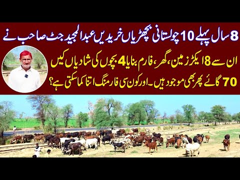 Abdul majeed jutts farming cow | Cow farming | Cholistani cow farming | high milking cholistani cow 