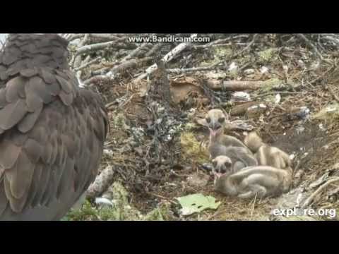 Hog Island Ospreys June 14 2014 - sibling rivalry