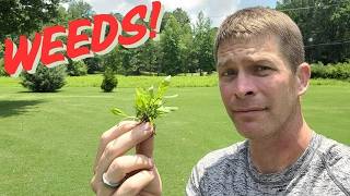 Identify 25 Weeds in the Lawn