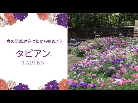 日陰のグランドカバー植物: 成長するのに太陽を必要としないこれらの 9 つの美しい品種は何ですか?  庭園