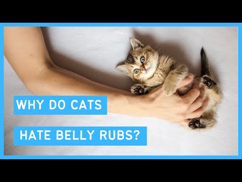 Why do Cats hate Belly Rubs