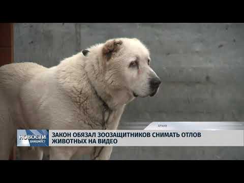 Новости Псков 30.01.2020 / Закон обязал зоозащитников снимать отлов животных на видео