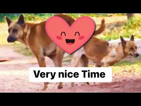 Golden dog play after sleep well  #dog #puppies